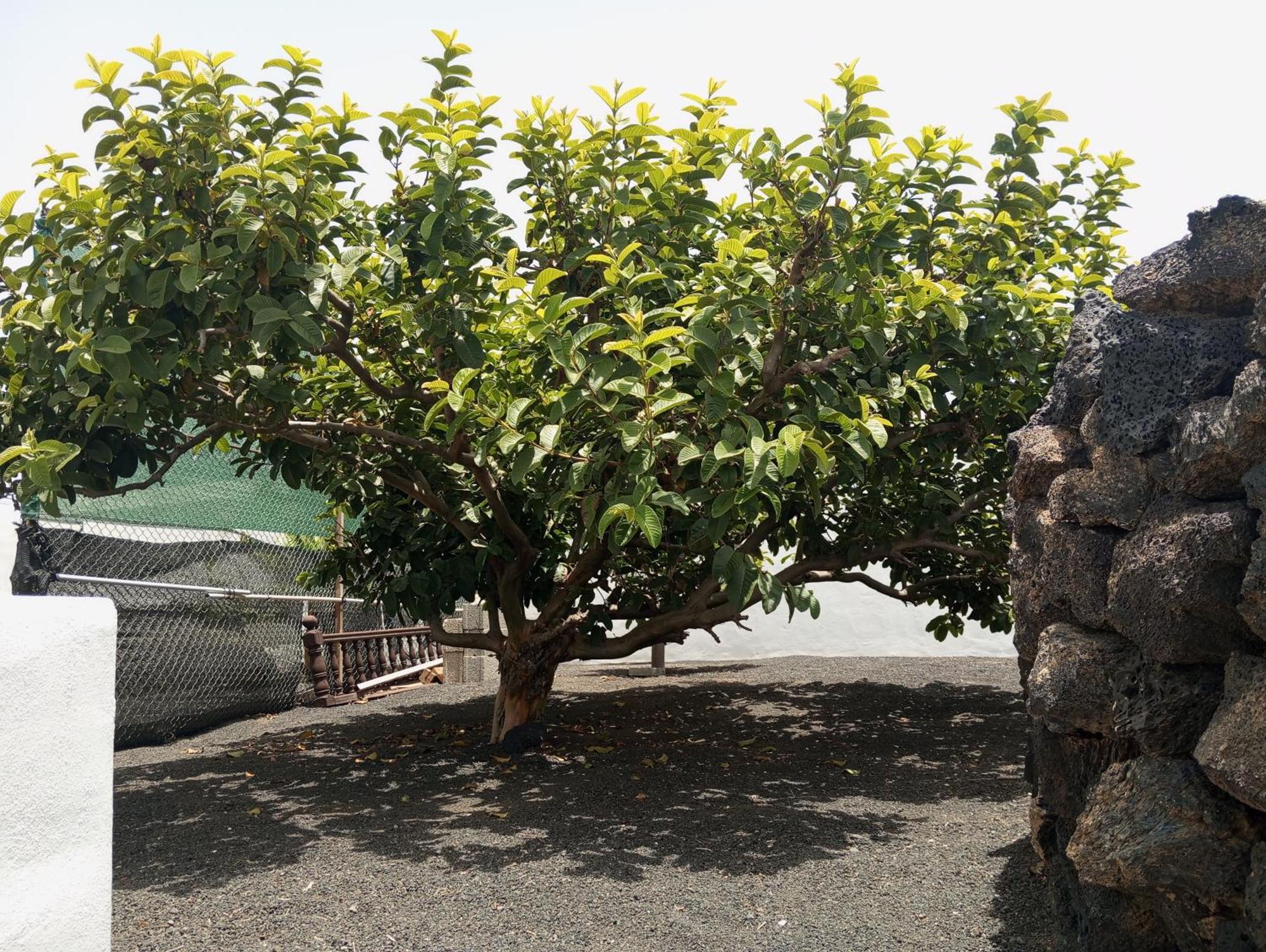 Casa Siempreviva Villa Teguise  Ngoại thất bức ảnh